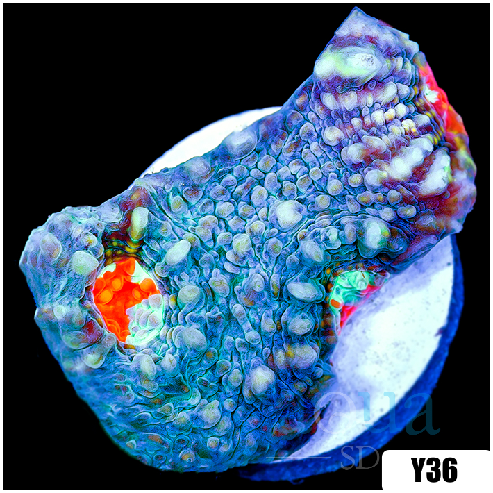 Corals - LPS - Chalices - Page 1 - Aqua SD